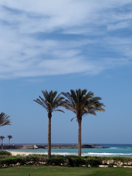 Palm trees in the wind