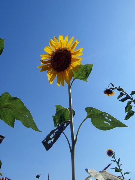 Sun Flower