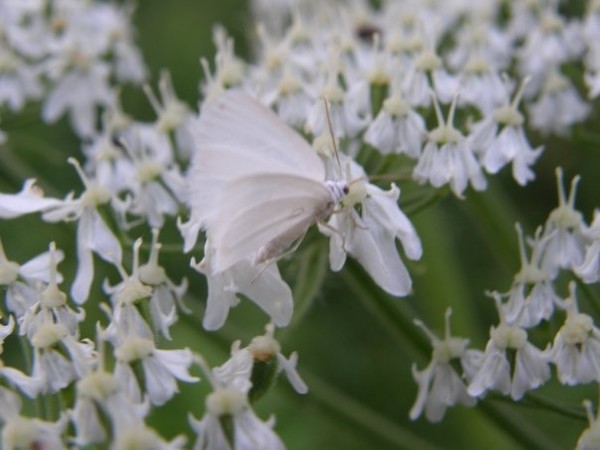whiteness