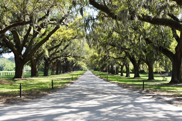 250 year old Oaks