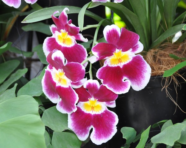Orchid #3