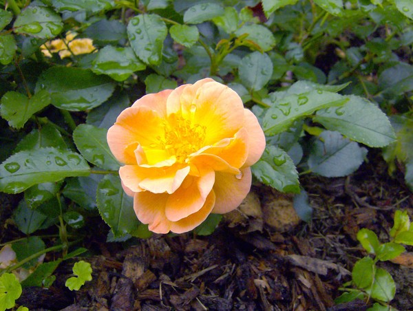 Peach Rose After the Rain