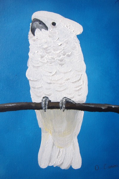 UMBRELLA COCKATOO