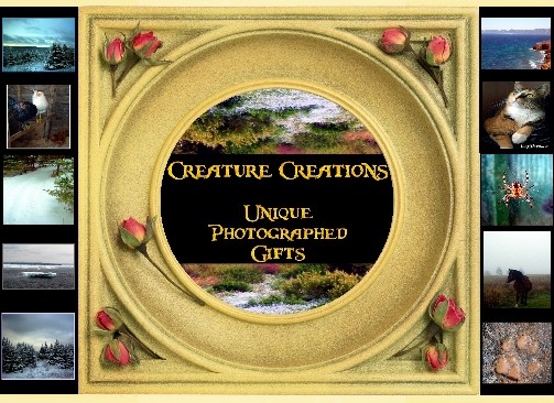 Creature Creations Photography