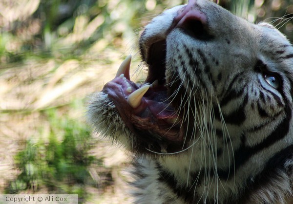 White Tiger