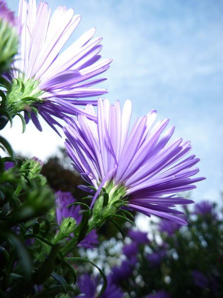 Purple Haze
