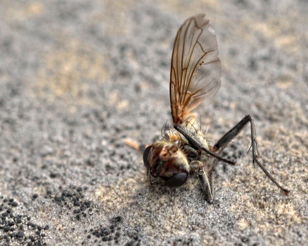 Crash Landing
