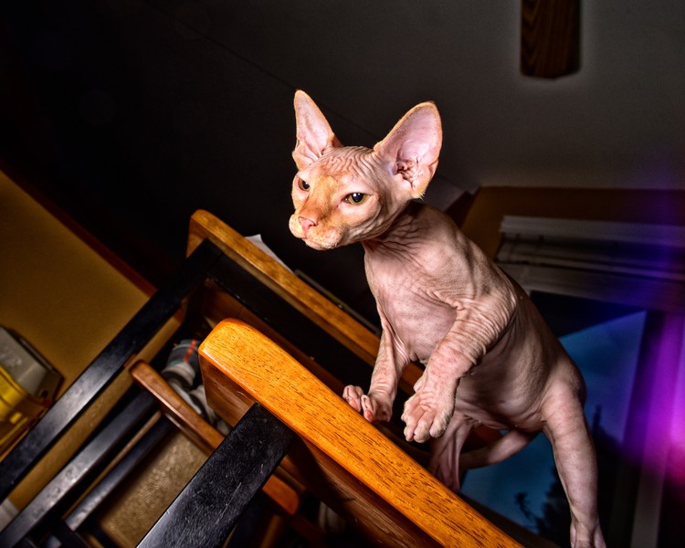 My cat Vladimir