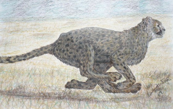cheata