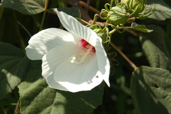 Flower of White
