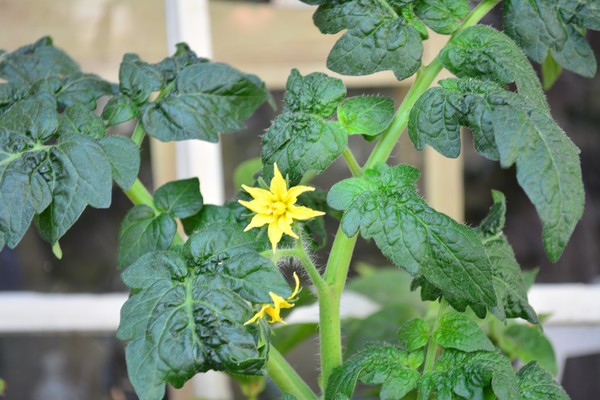 Spring - Tomato