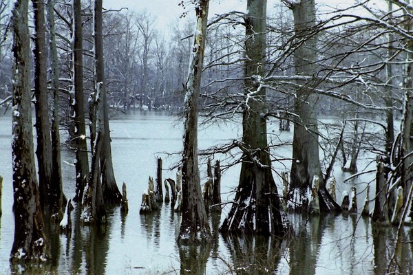 Cypress in the winter