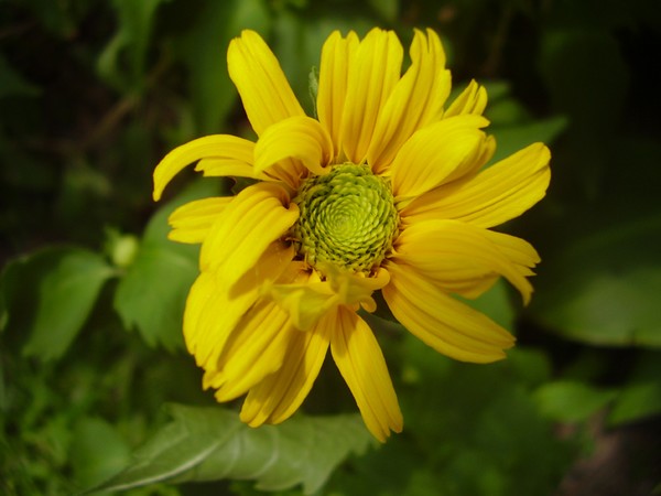 Late Bloomer