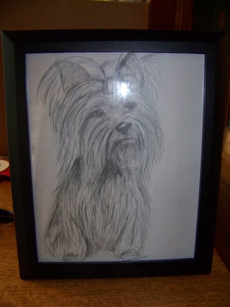Yorkie Terrier