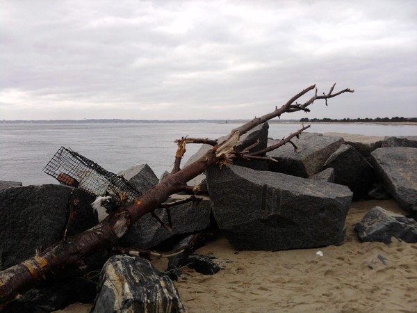 beach lobster washed up traps