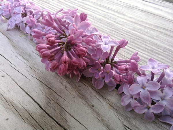 lilacs