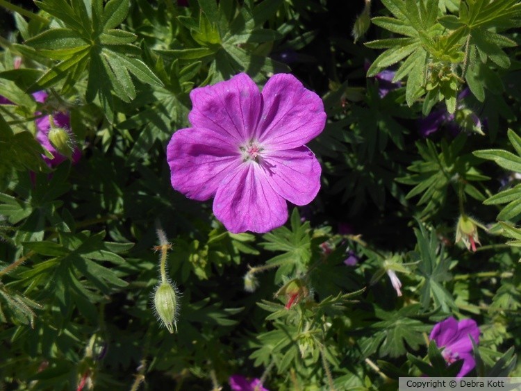 Purple Flower