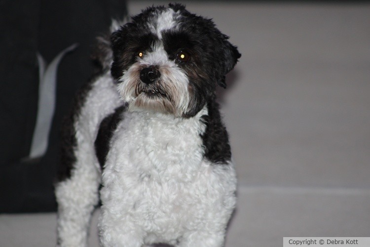 Teddy