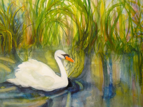 Swan at Bok T.