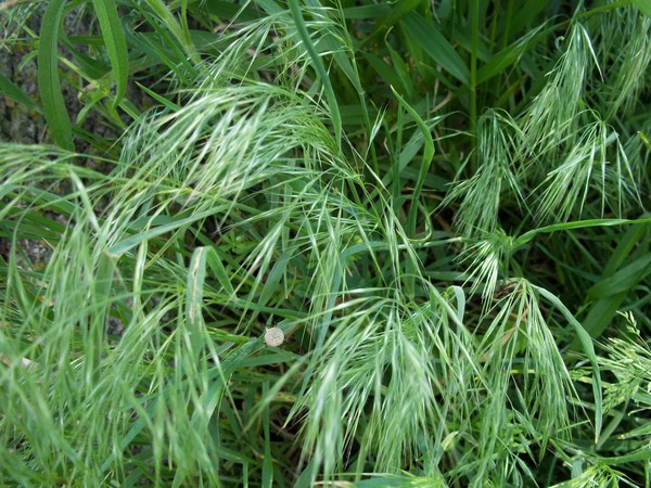 Blowing Grass