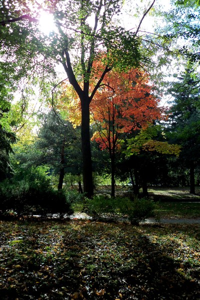 Fall In My Favourite Park