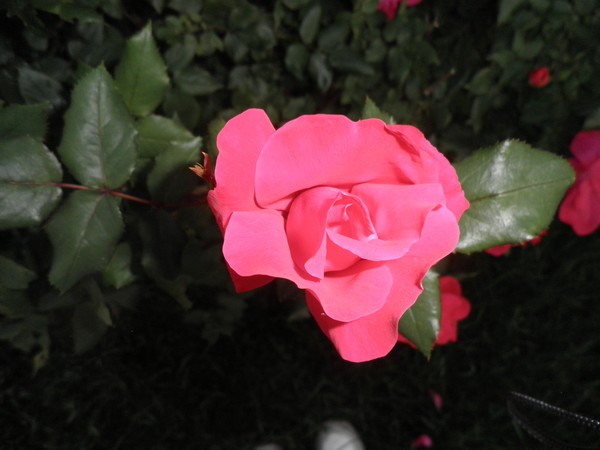 June's Rose
