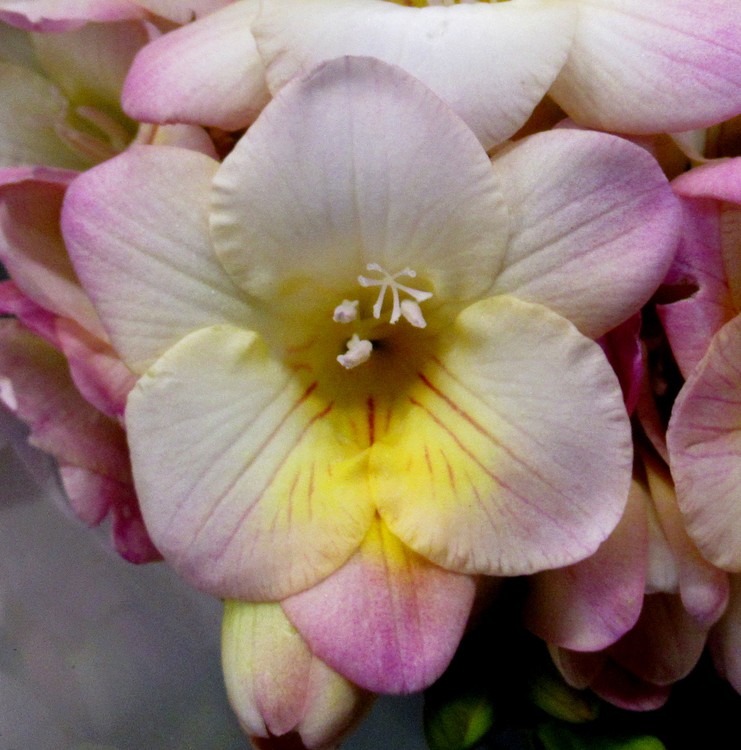 FREESIA
