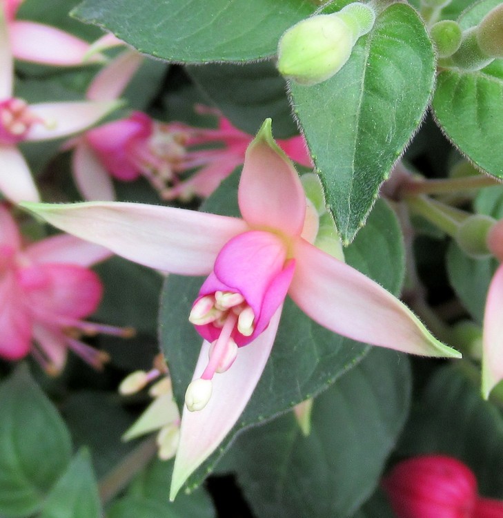 FUCHSIA