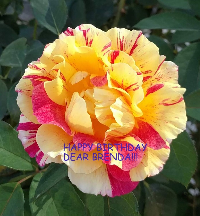 HAPPY BIRTHDAY, DEAR BRENDA!!!!!!!!!!!!