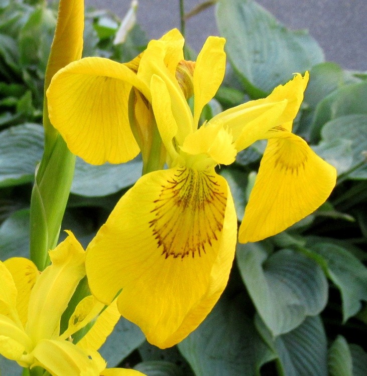 YELLOW IRIS