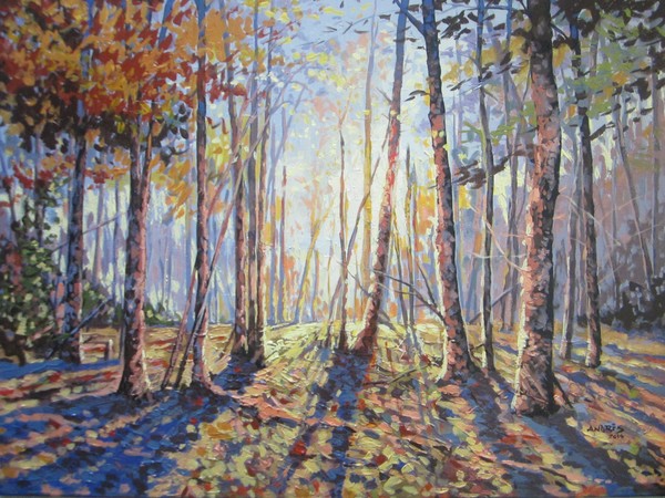 Forest Walking