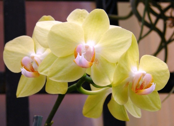 Yellow Orchids