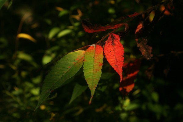 a peak into fall