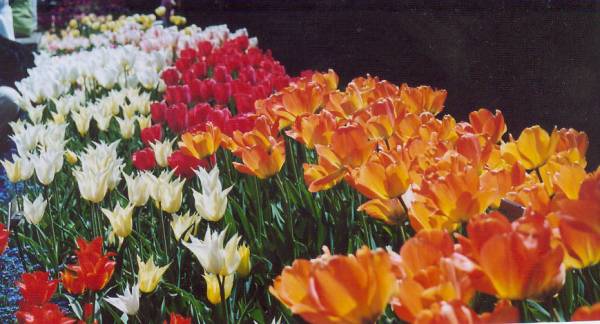 tulip05
