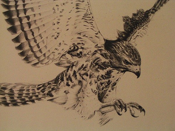 Hawk