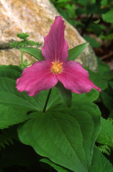 Pink Trillium