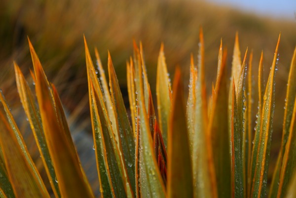 Dewdrops