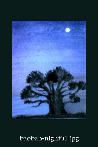 baobab-night 1