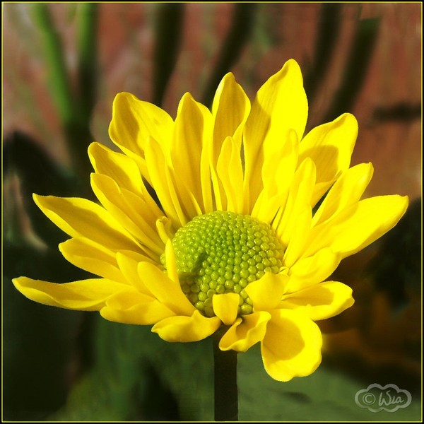 Daisy