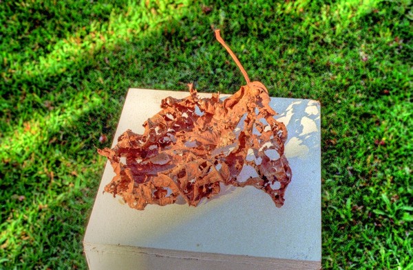 Dry leaf on stand