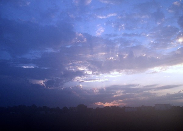 Morning Glory