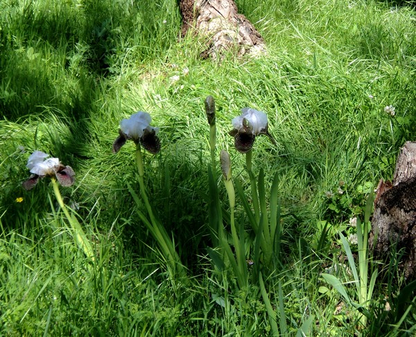 --Wild irises 2--