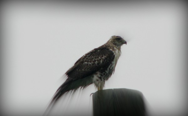 Falcon