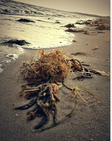 Cape Cod