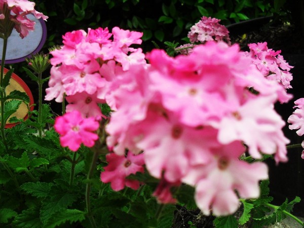 pink flowers