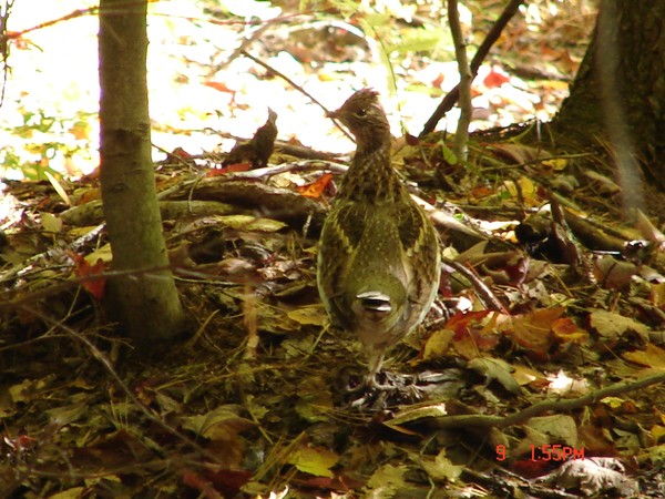 Grouse In My Woods. Photo