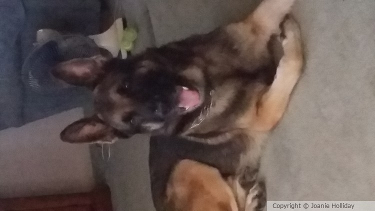 My FURRY BABY,  REBEL.  PHOTO 
