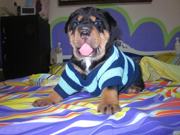 Our puppy 