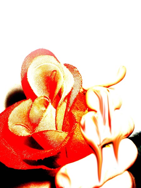 The Blood Drawn Rose