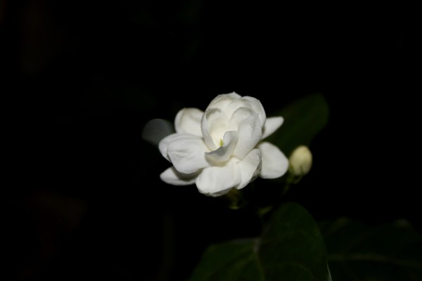 Jasmine